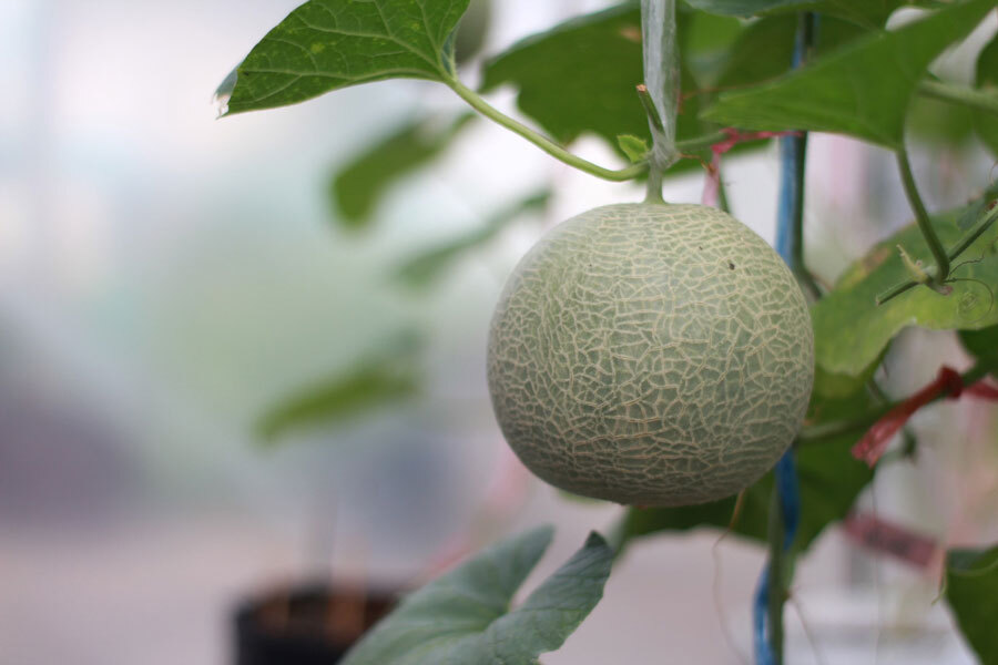 Melone rankende Kultur