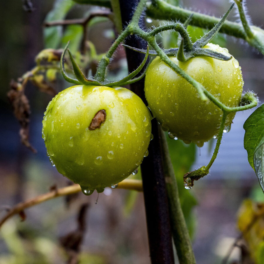 Tomatenpflanze mit Tau