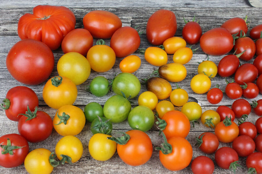 Tomaten Sortenvielfalt